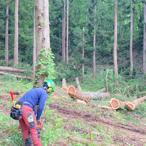 木の家を建てる・・・　木を伐る人に会いに行く③